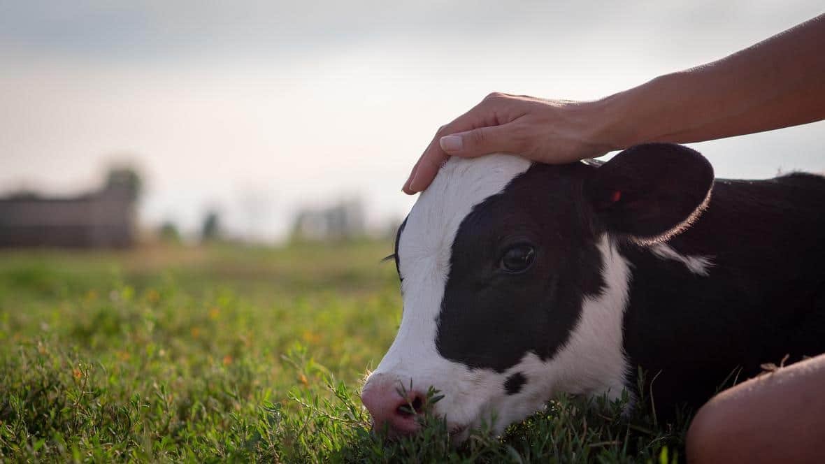 calf-adobestock_284870611-min