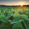 soy-field-in-early-morning-adobestock_276042198